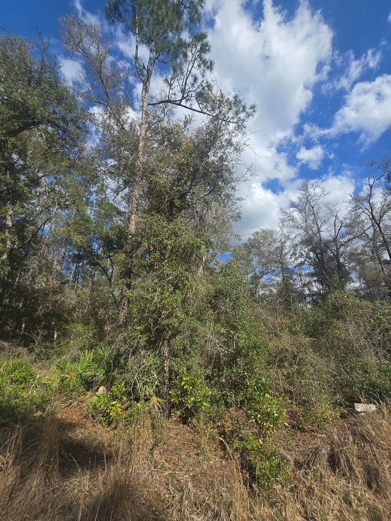 Lot 21 NE 796th St, Old Town, FL 32680 - #3