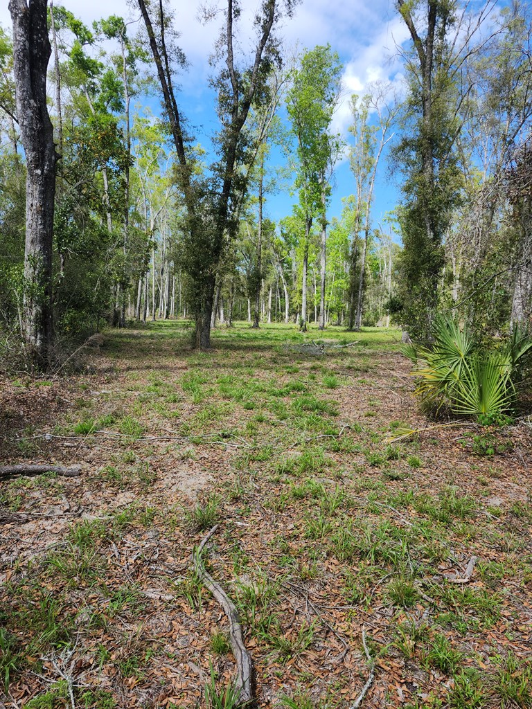 Unassign NE 575th St, Old Town, FL 32680 - #2