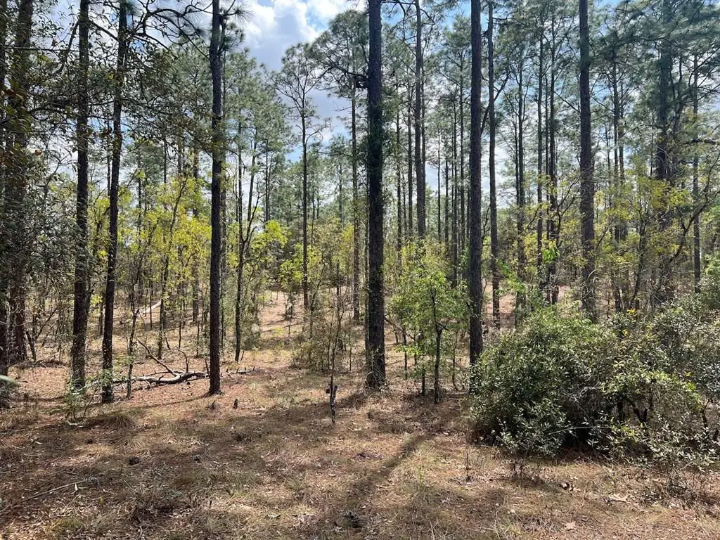 SE 10th St, Williston, FL 32696 - #1