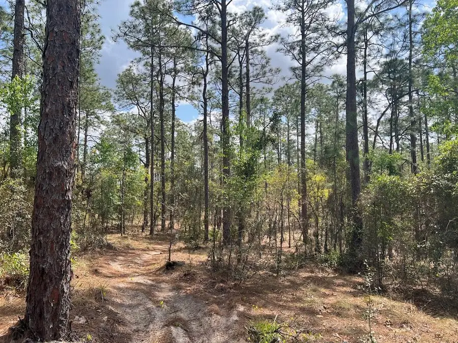 SE 10th St, Williston, FL 32696 - #2