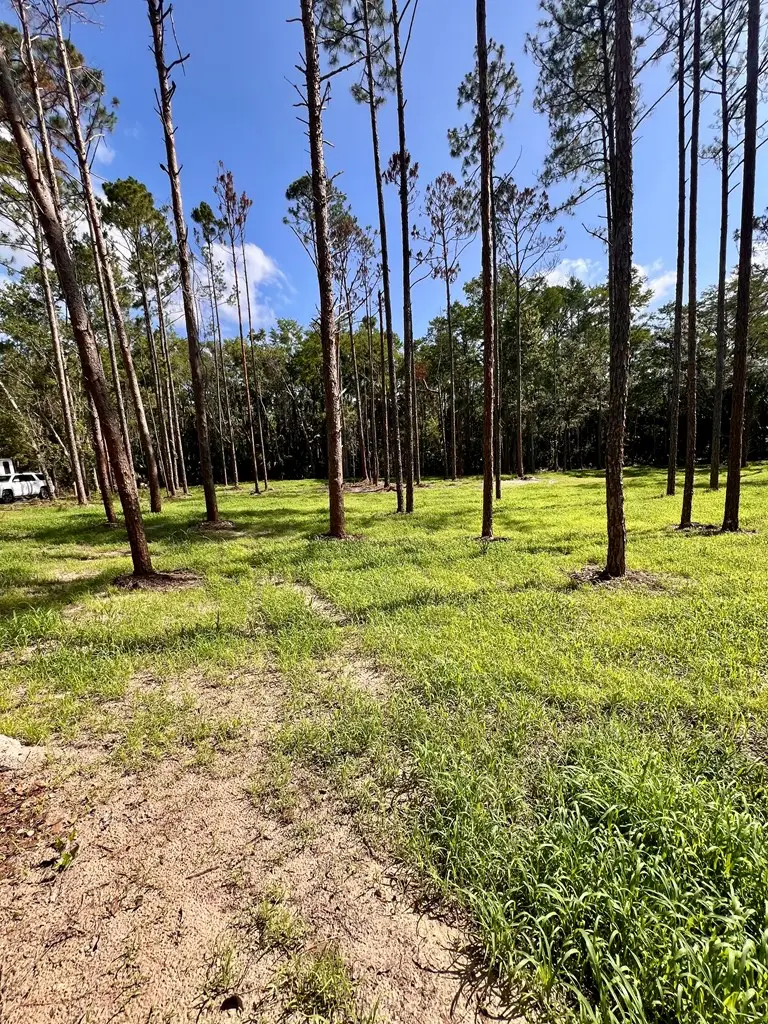 00 NE Webb Ln, Steinhatchee, FL 32359 - #2