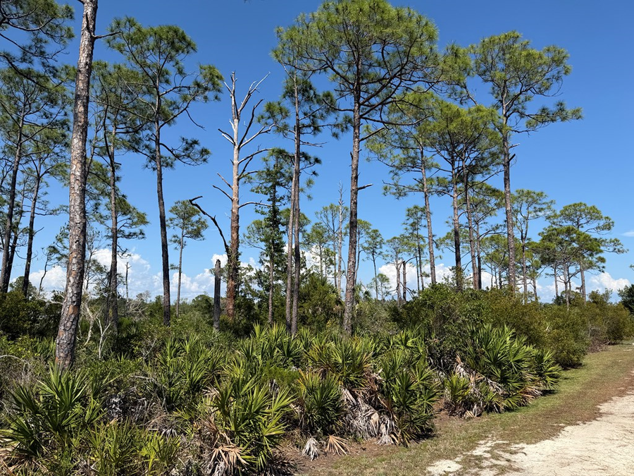 Museum Dr, Cedar Key, FL 32625 - #2