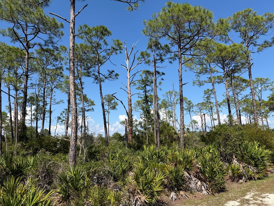 Museum Dr, Cedar Key, FL 32625 - #3