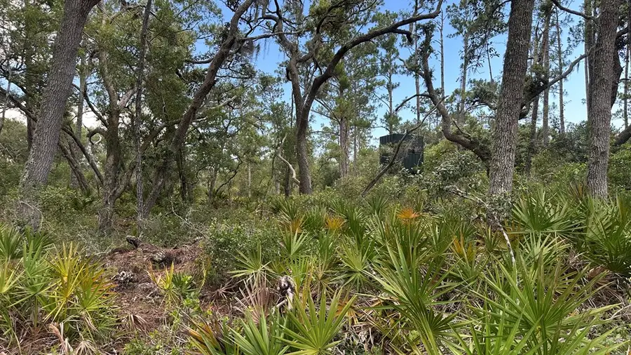4336 Jody Morgan Rd, Steinhatchee, FL 32359 - #2