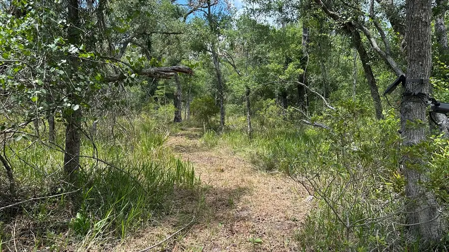 4336 Jody Morgan Rd, Steinhatchee, FL 32359 - #3
