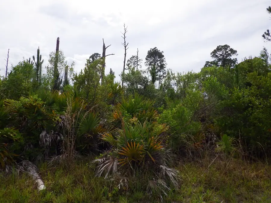 SW 132nd Ter, Cedar Key, FL 32625 - #3