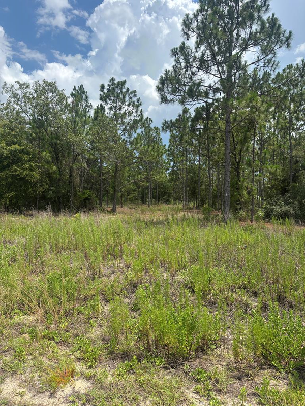 SW Surf Blvd, Dunnellon, FL 34431
