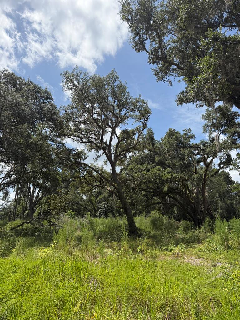 196 SE 194th Ave, Old Town, FL 32680 - #1