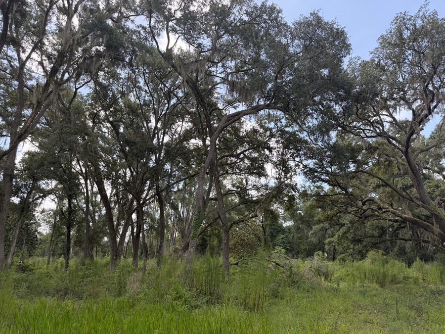 196 SE 194th Ave, Old Town, FL 32680 - #2
