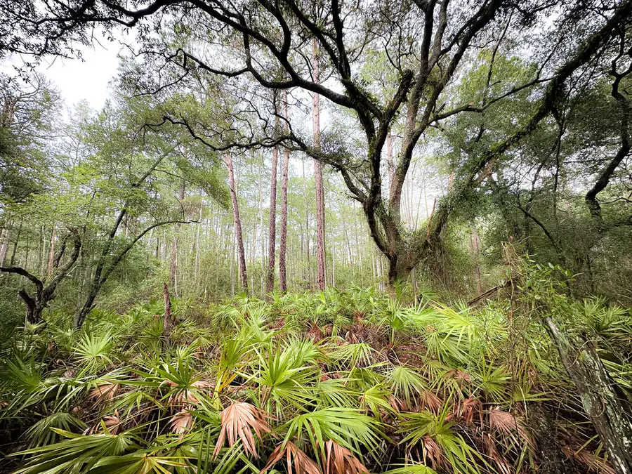 County Road 232, Bell, FL 32619 - #3