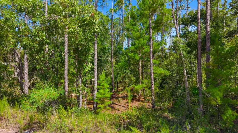 0 NE Sugar Hill Ln, Steinhatchee, FL 32359 - #2