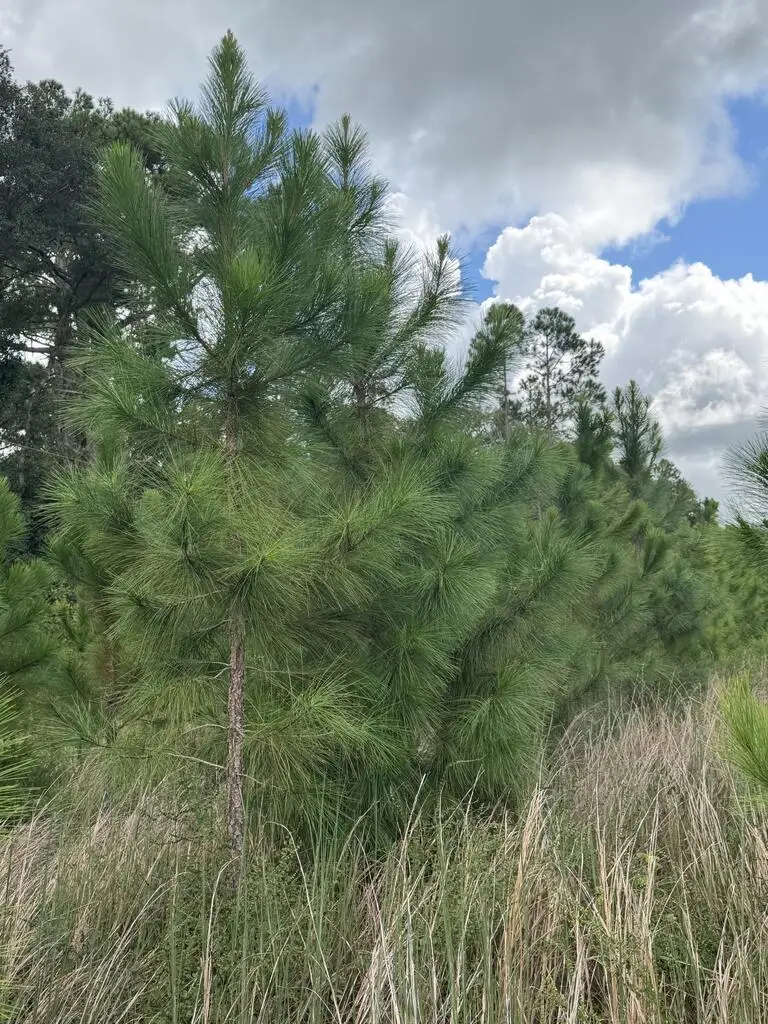 NE Not Named, Wellborn, FL 32060 - #2