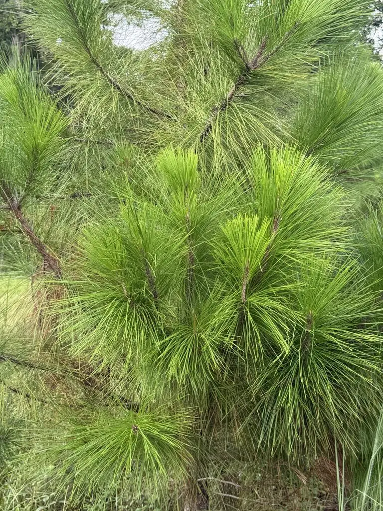 NE Not Named, Wellborn, FL 32060 - #3