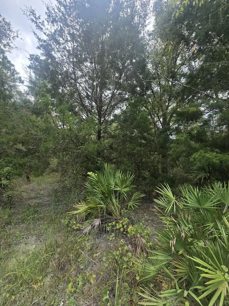 TBD NW 799th St, Old Town, FL 32680 - #2