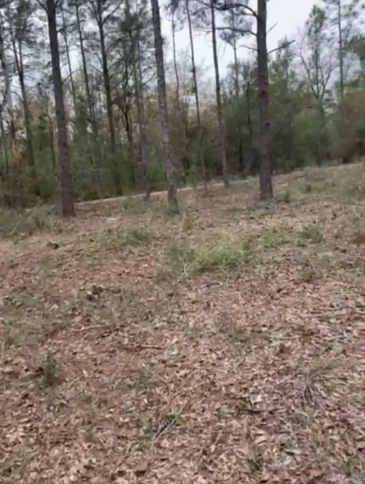 lot 28-29 E Black Cherry Drive, Defuniak Springs, FL 32433 - #1