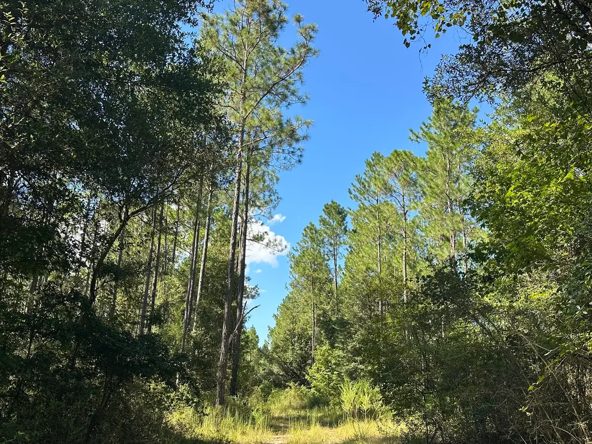 Tract#6421 Johnson Road, Caryville, FL 32425 - #1