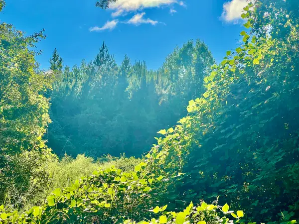 TBD St Highway 81 #(170 Acres), Ponce De Leon, FL 32455