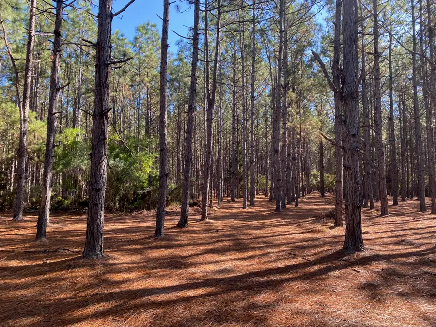 XXX Bear Bay Flats Road, Laurel Hill, FL 32567 - #3