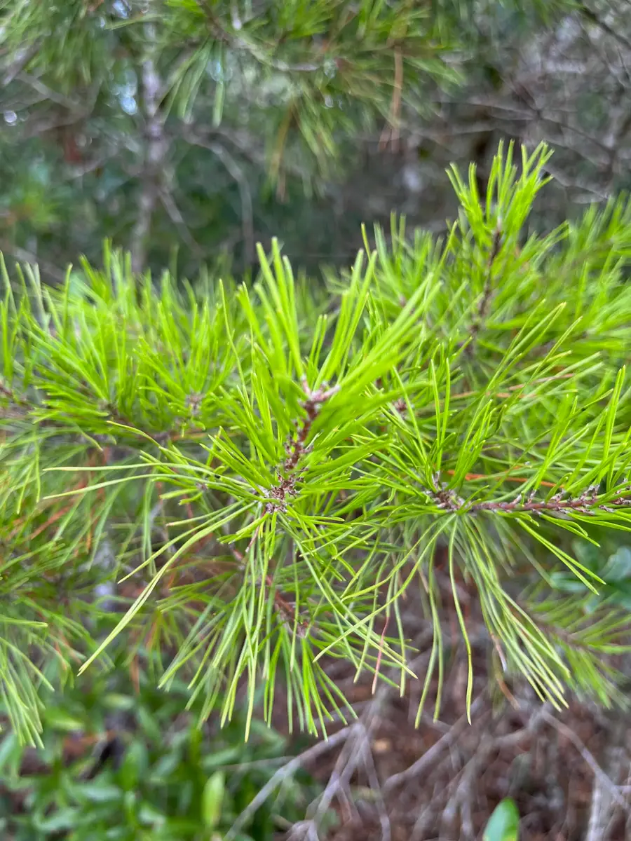 Lot 2 Co Highway 1087, Defuniak Springs, FL 32433 - Image #3