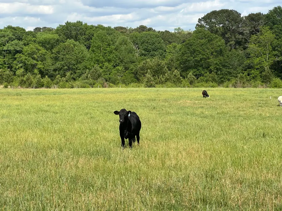 261.6 ac Millside Road #+/-, Laurel Hill, FL 32567 - Image #3