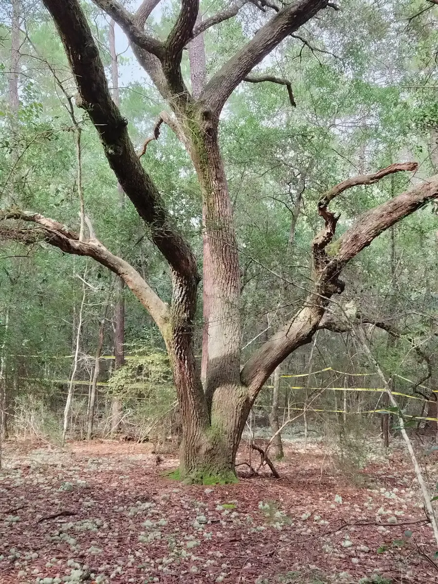 4.77 Acres Waldo Road, Crestview, FL 32539 - #2