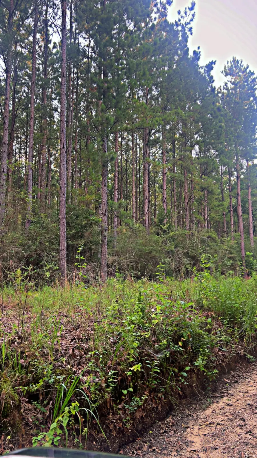 72 Acres Grimes Road, Laurel Hill, FL 32567 - Image #2