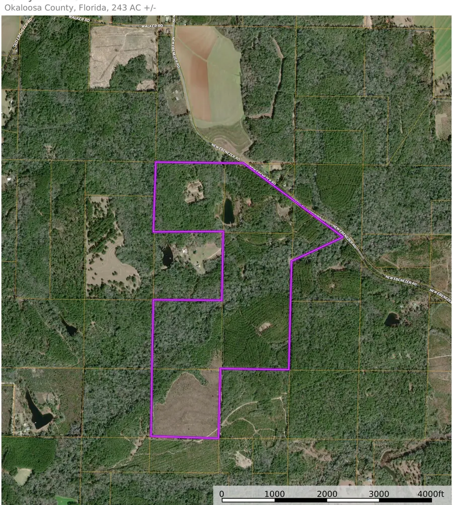 3350 New Ebenezer Road, Laurel Hill, FL 32567 - Image #2