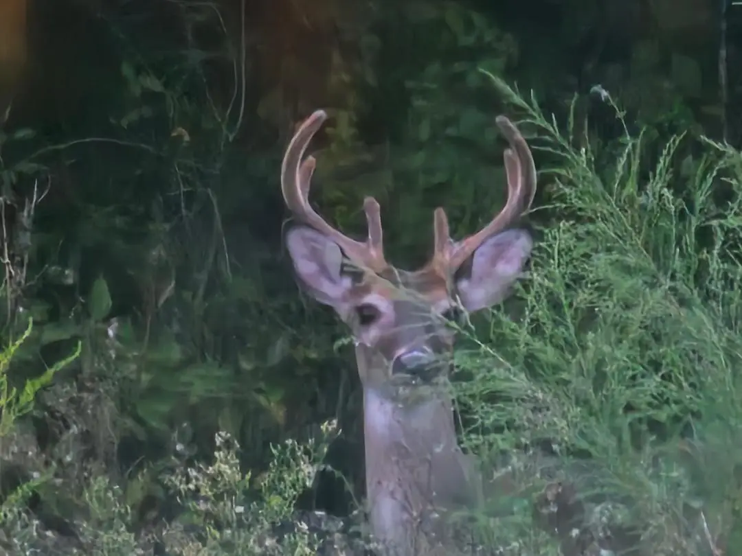 2386 Hwy 179a, Westville, FL 32464 - #1