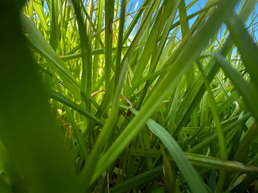 3.6 +/- AC Charlie Day Road, Baker, FL 32531 - #2