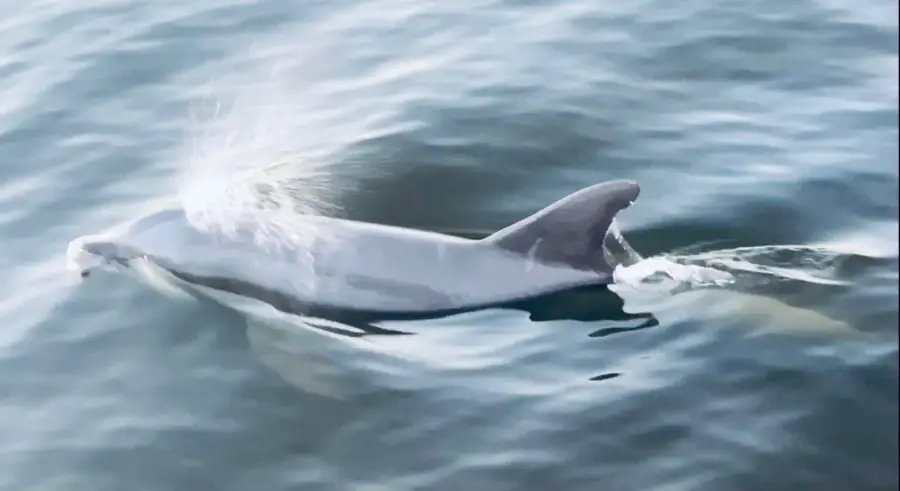 46 Morning Sun Court, Santa Rosa Beach, FL 32459 - #3