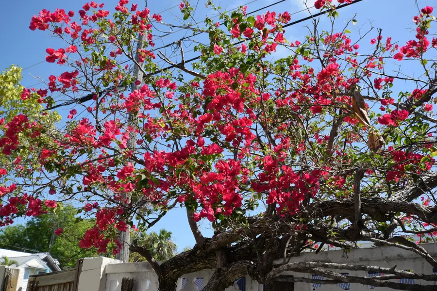 1102 Whitehead Street, Key West, FL 33040 - Image #2