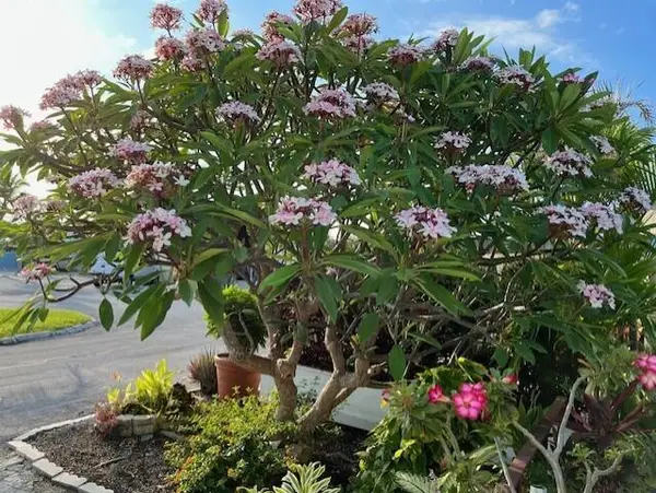 55 Boca Chica Road # 93, Big Coppitt, FL 33040