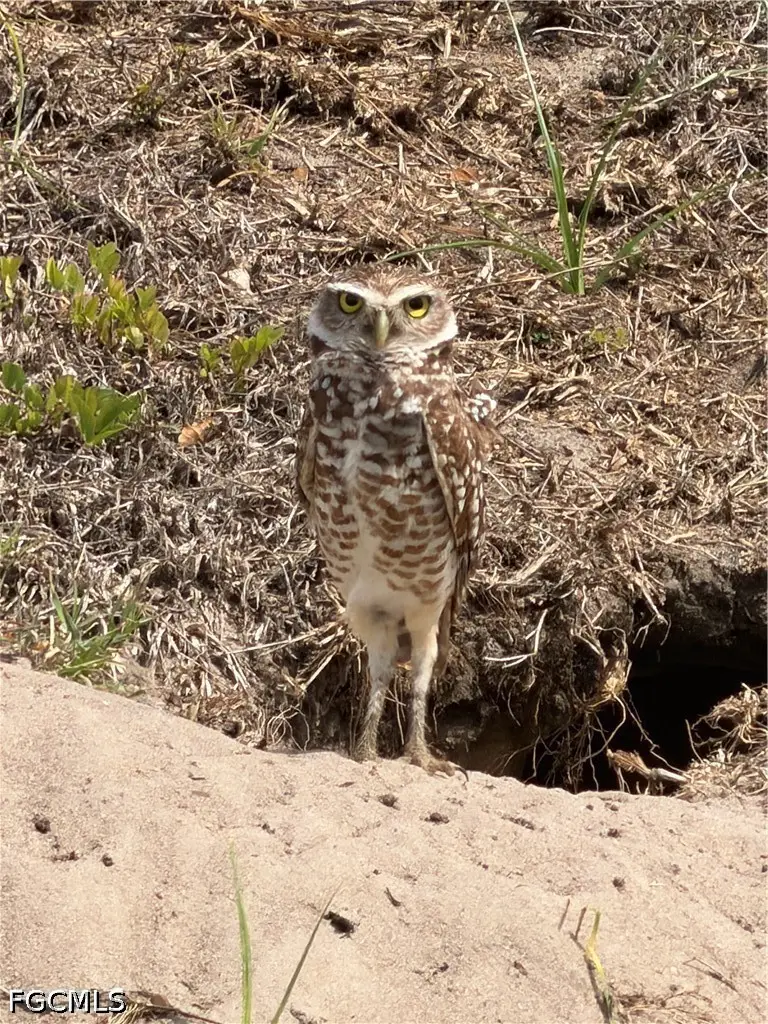 601 SW 31st Street, Cape Coral, FL 33914 - #1