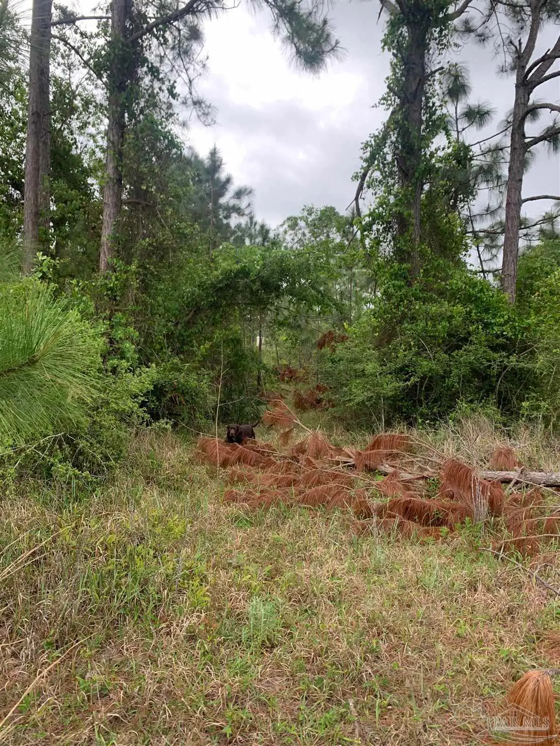o Woodpecker Ln, Holt, FL 32564 - Image #1