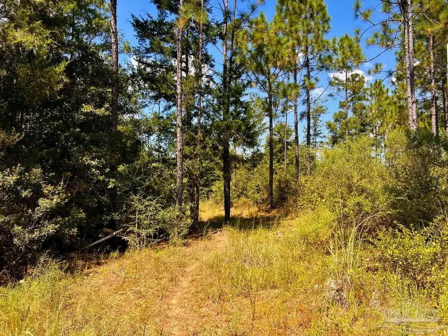 Lot 11 Morgans Branch, Molino, FL 32577 - Image #2