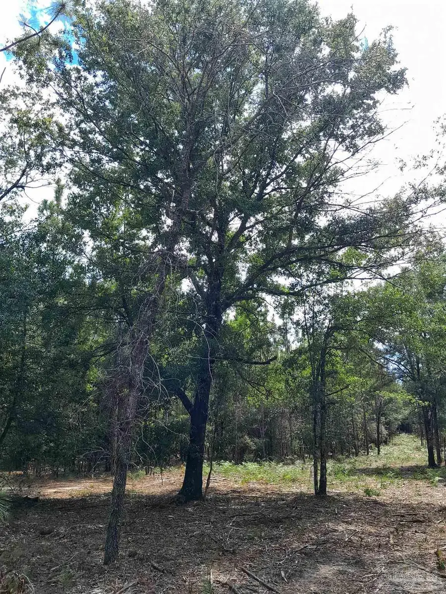 Parcel B-2 Wildlife Rd, Harold, FL 32564 - Image #2