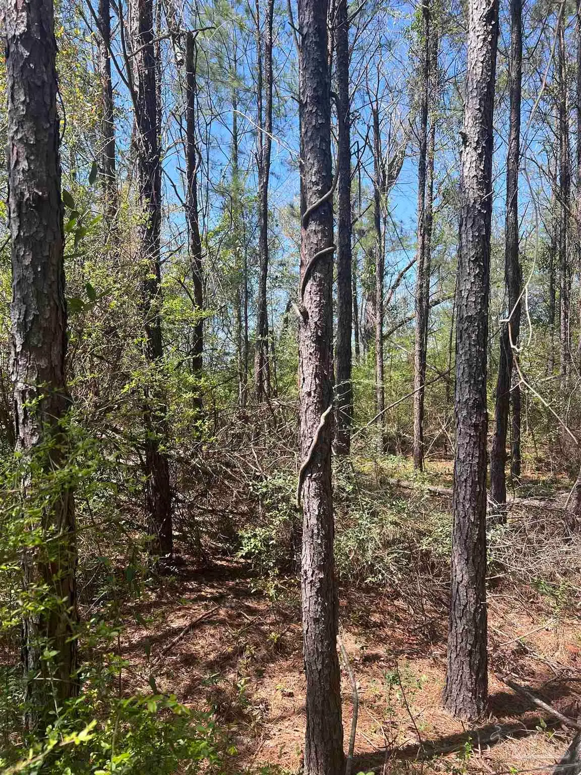 00 Dykestown Rd, Jay, FL 32565 - Image #1