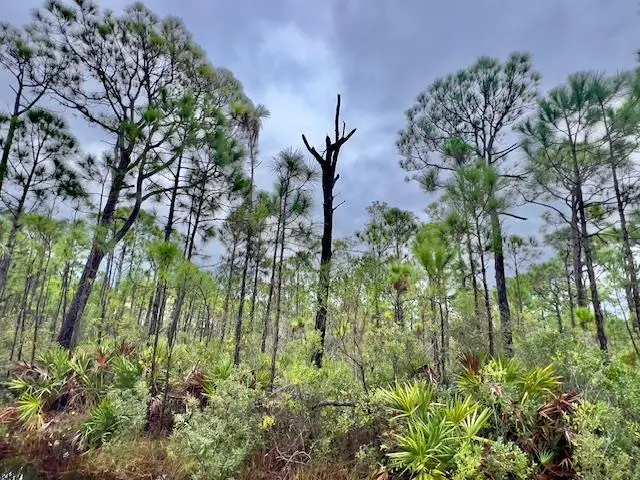 2005 Sand Dollar Trl, Saint George Island, FL 32328 - Image #3