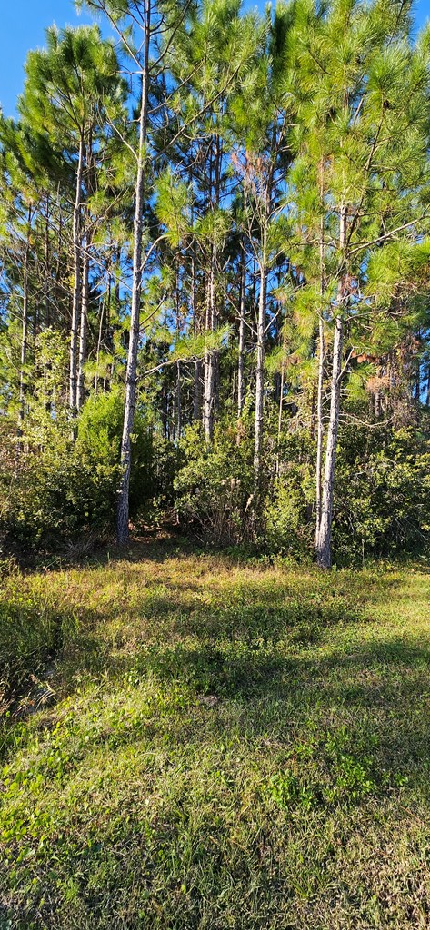 901 Ne 6th St, Carrabelle, FL 32322 - Image #3