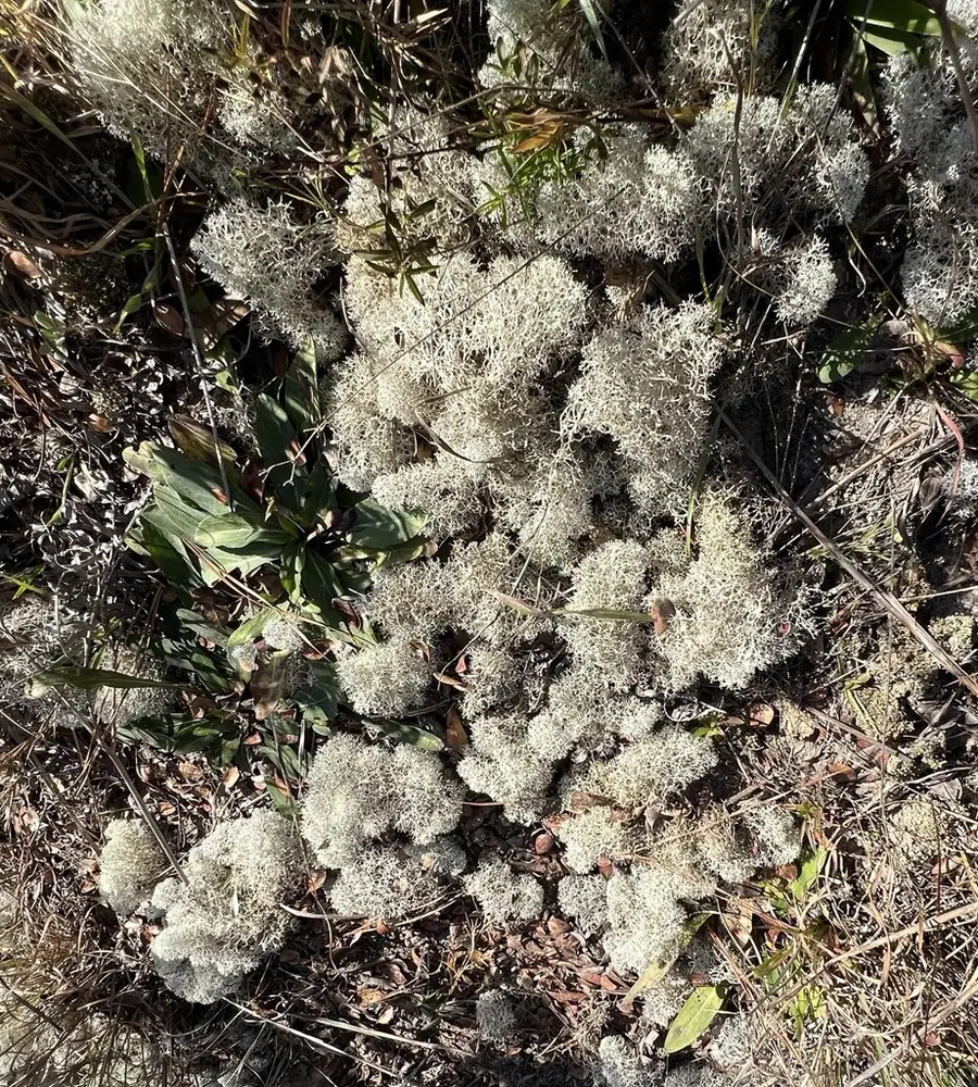 LOT 30 Yvette Dr, Alford, FL 32420 - Image #3