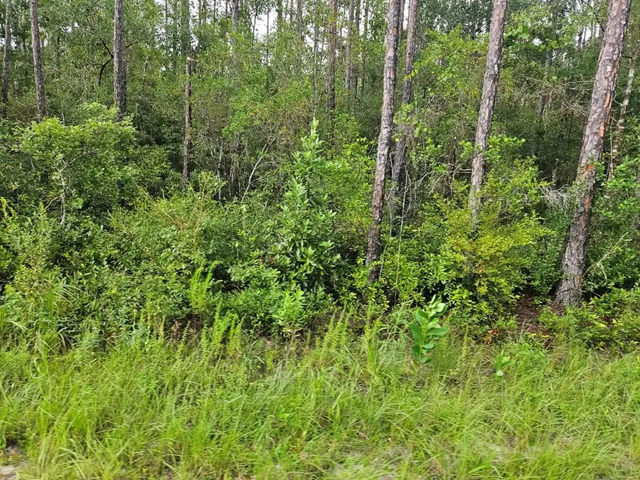 TBD Mace Martin Rd, Wewahitchka, FL 32465 - Image #2