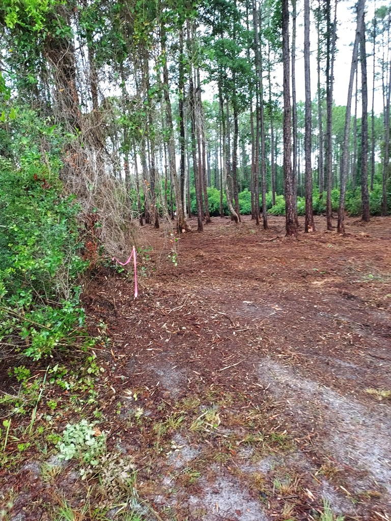 164 Royal Tern Way, Carrabelle, FL 32322 - #3