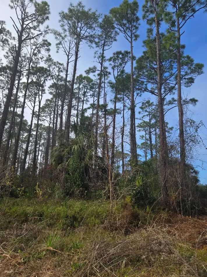 0 Eventide Dr, Port Saint Joe, FL 32456 - Image #3