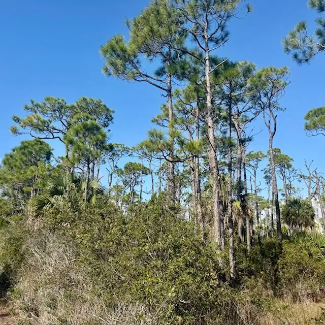 1735 Kingfisher Rd, Saint George Island, FL 32328 - Image #2