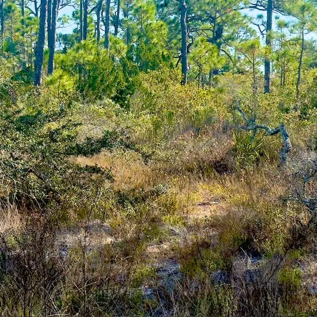 1405 Evodia Ct, Saint George Island, FL 32328 - #1