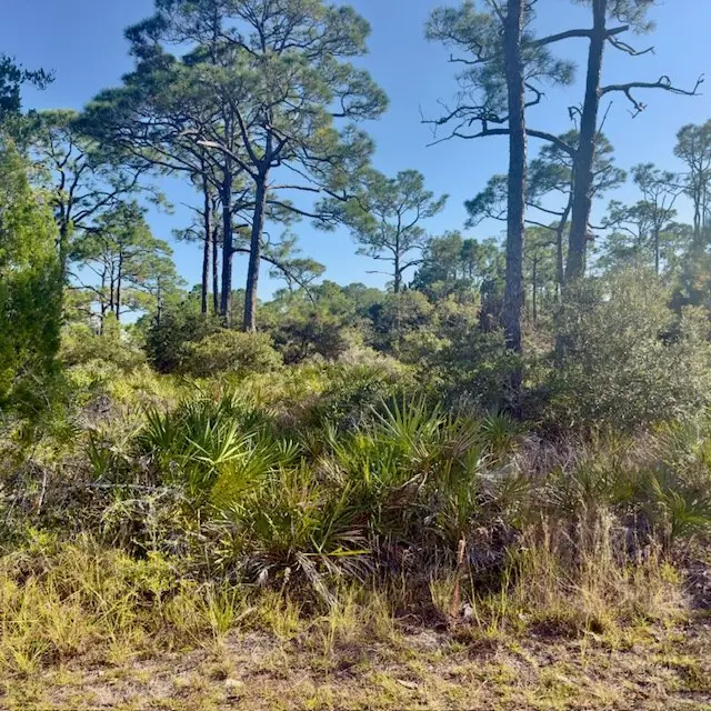 1405 Evodia Ct, Saint George Island, FL 32328 - #3