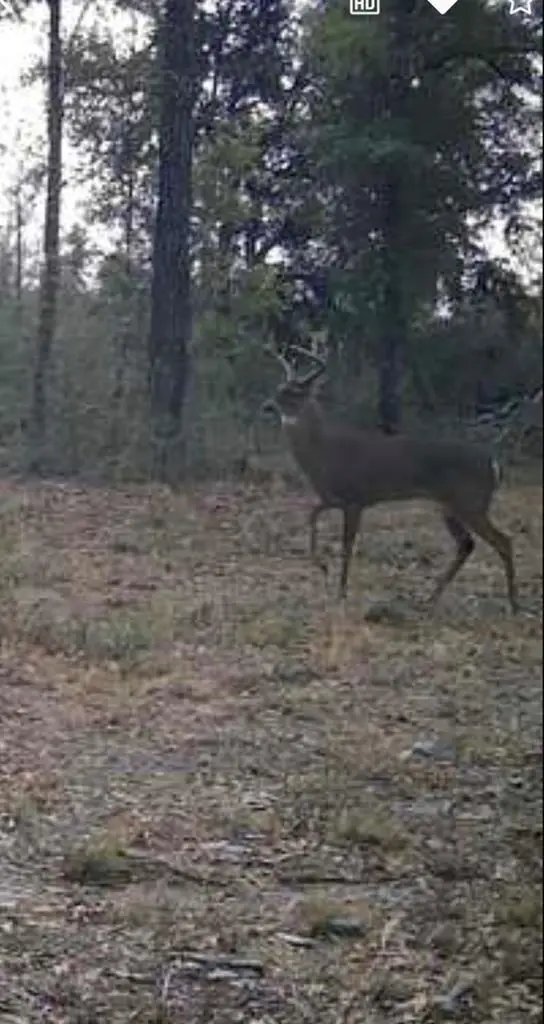 708 Cr 386 N, Wewahitchka, FL 32465 - #3