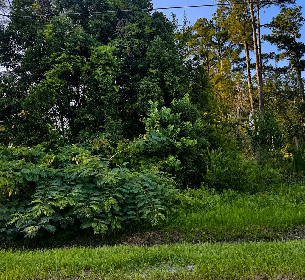 Lot 10 Chipola Ave, Wewahitchka, FL 32465 - #1