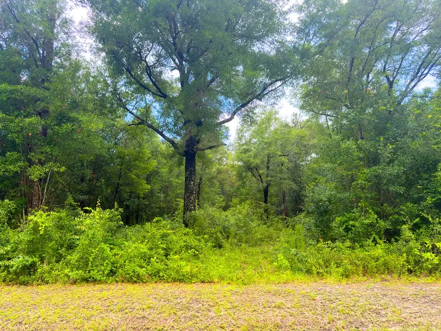 229 Seven Springs Rd, Wewahitchka, FL 32465 - #2