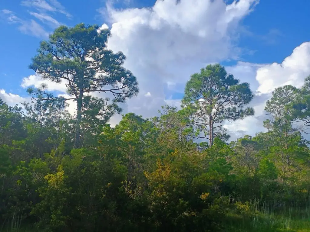 368 Ridgecrest Pkwy, Eastpoint, FL 32328 - #1